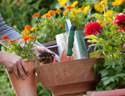 “Arte Floral y Gestión de las Actividades de Floristería” certificado totalmente gratuito - CUALIFICA2