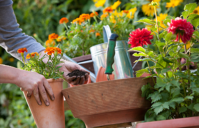 “Arte Floral y Gestión de las Actividades de Floristería” certificado totalmente gratuito